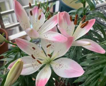 百合花什么时候开花
