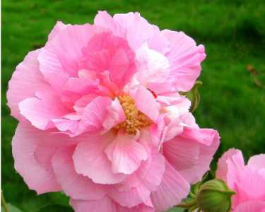 芙蓉花什么时候开花季节