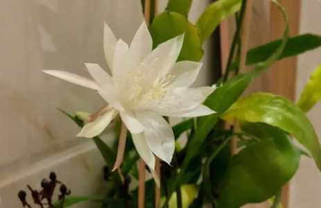 昙花什么时候开花季节