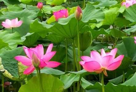 莲花什么时候开花季节