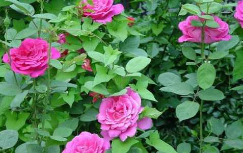 月季花什么时候开花季节
