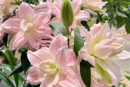 百合什么季节开花的