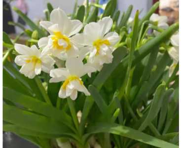 水仙是在什么季节开花