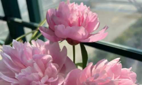 芍药什么季节开花