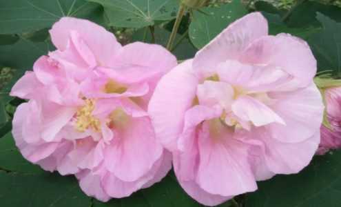 芙蓉是在什么季节开花