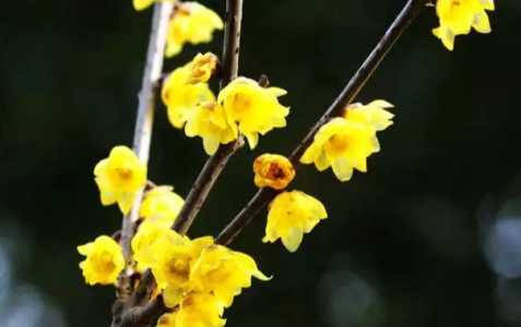 腊梅什么季节开花的