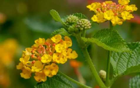 五色梅在什么季节开花