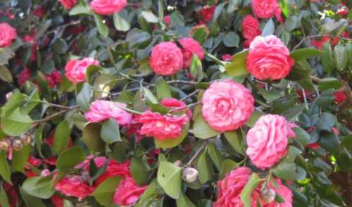 山茶什么季节开花