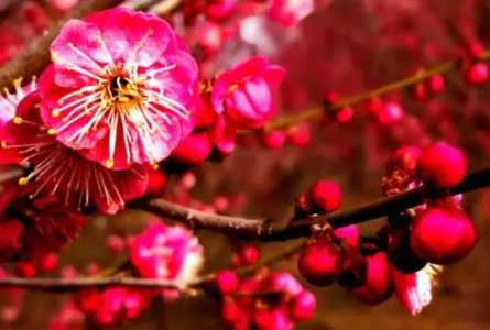 红梅什么季节开花