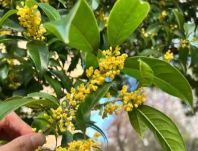 桂花什么季节开花