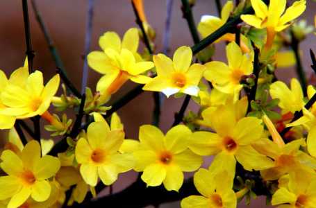 迎春花什么季节开花