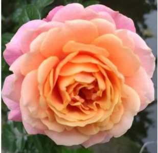 非洲月季什么季节开花