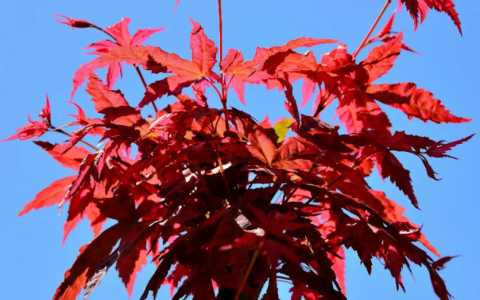中国红枫什么季节开花