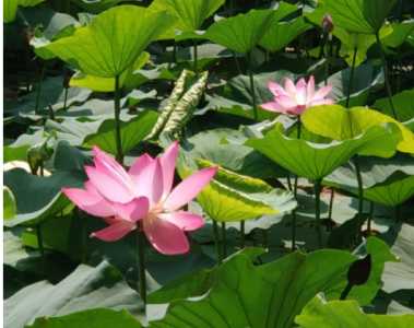荷花什么季节开花沈阳