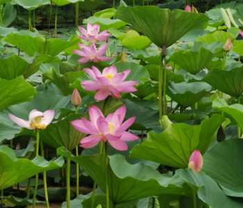 荷花什么季节开花兴义