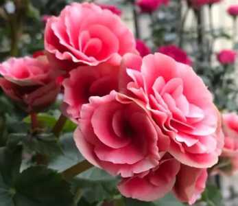 玫瑰海棠什么季节开花