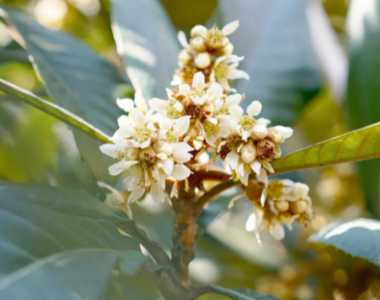 枇杷果树什么季节开花