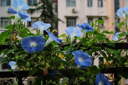 牵牛花什么季节开花
