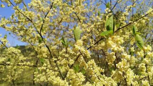 山苍子是什么季节开花