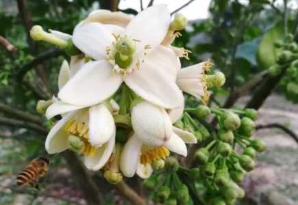 红心柚什么季节开花
