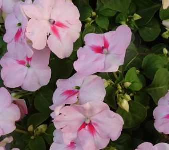 非洲凤仙什么季节开花