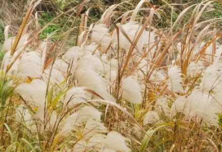 芦花是什么季节开花