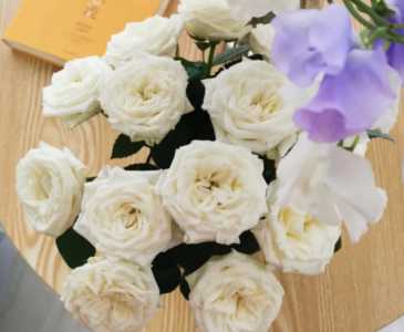 白玫瑰什么季节开花