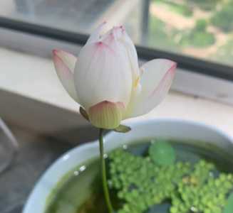 碗莲什么季节开花