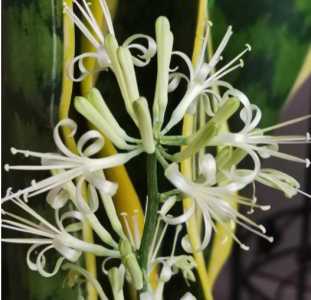 虎皮兰花什么季节开花