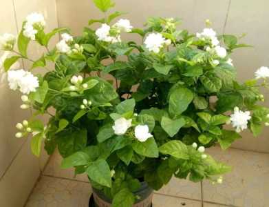 菊花茉莉什么季节开花