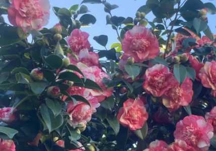 茶花什么季节开花儿
