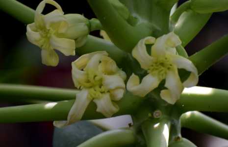 木瓜开花代表什么季节