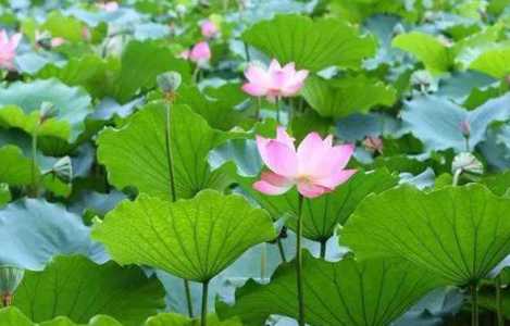 荷花什么季节开花