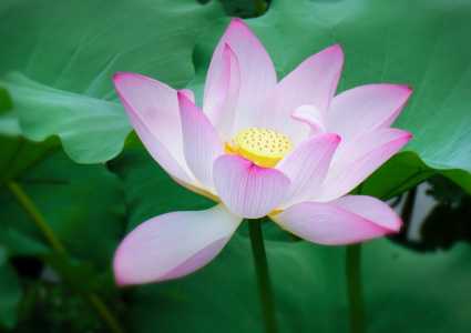莲花什么季节开花