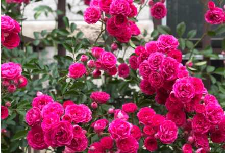 红木香花什么季节开花