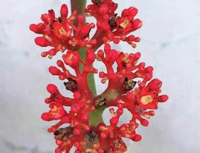 佛肚海棠什么季节开花