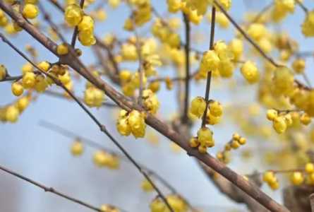 腊梅和玉兰什么季节开花