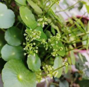 铜钱草开花什么季节