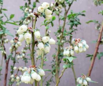 什么季节蓝莓开始开花