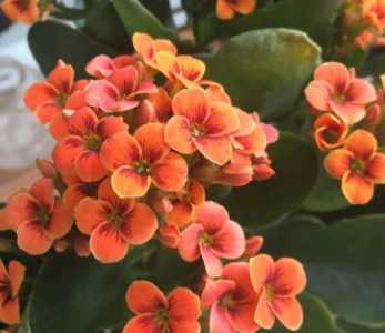 长寿花开花是什么季节