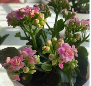 什么季节长寿花开花快