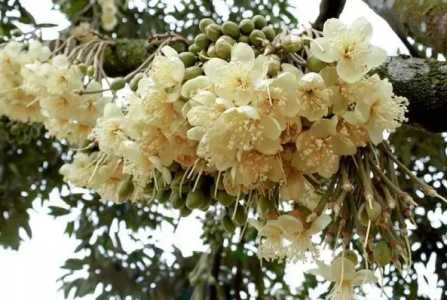 榴莲树什么季节开花好吃
