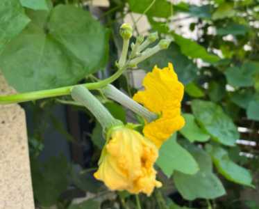 丝瓜开花是什么季节吃