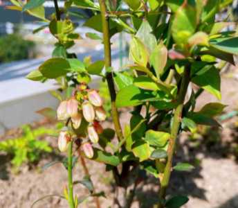 蓝莓树是什么季节开花