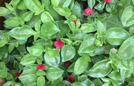 牡丹吊兰什么季节开花最好