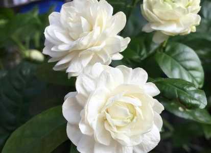 茉莉和牡丹什么季节开花