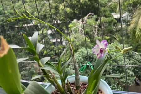 石斛苗什么季节开花的