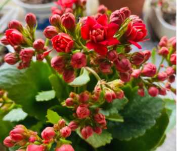 什么季节长寿花开花