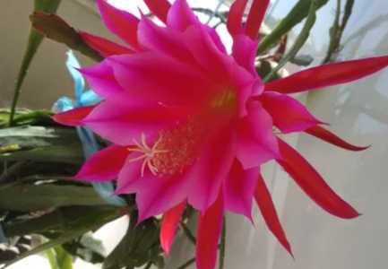 仙人剑在什么季节开花