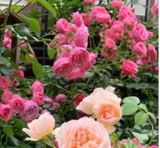 什么季节月季开花最漂亮